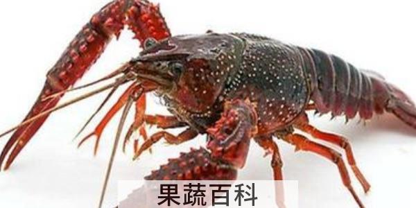 鲜活小龙虾怎么保存过夜