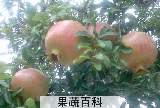 白石榴树和红石榴树的区别 白石榴的功效