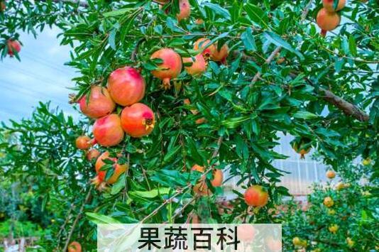 白石榴树和红石榴树的区别 白石榴的功效