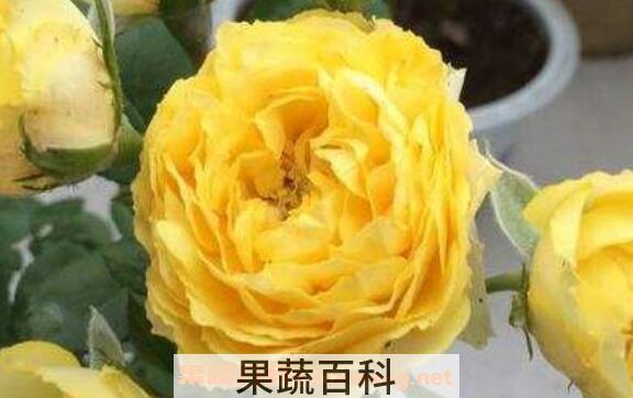 金丝雀花如何养殖 金丝雀花的养殖方法