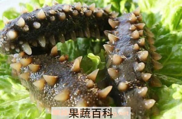 海参怎么吃 海参的食用方法