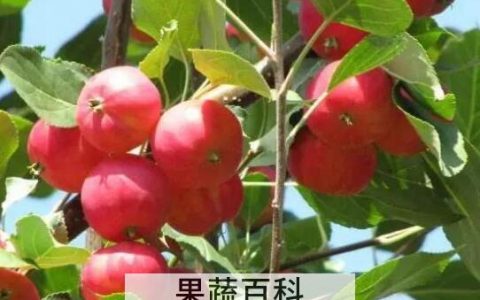 小沙果的功效与作用