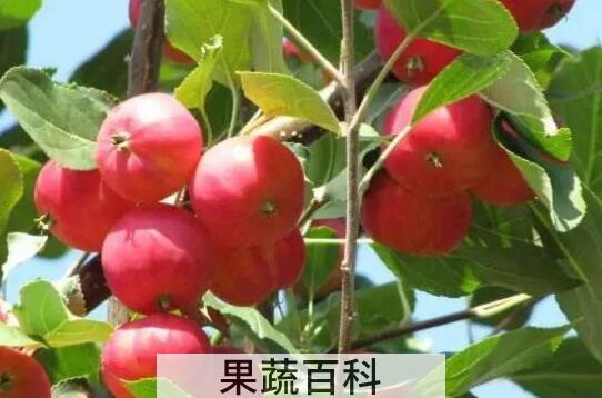 小沙果的功效与作用