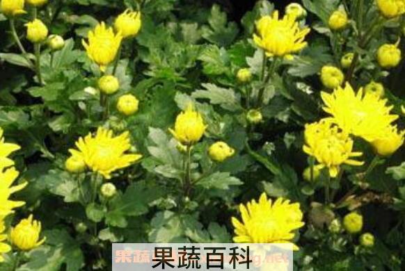 菊花的功效与作用 菊花的药用价值