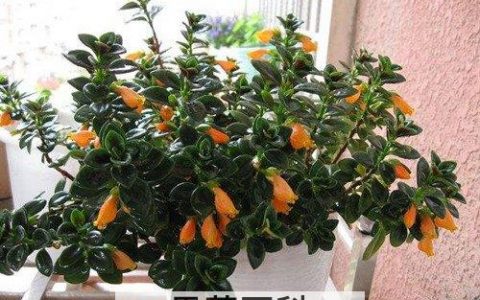 怎样让金鱼吊兰爆盆 金鱼吊兰的养殖方法和注意事项