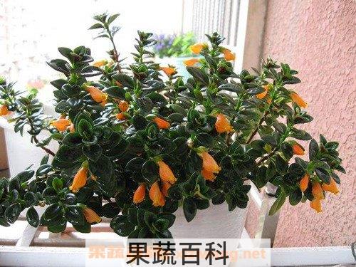 金鱼吊兰