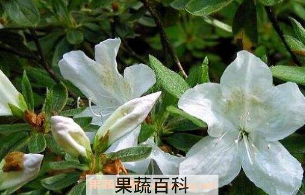 白花杜鹃的功效与作用