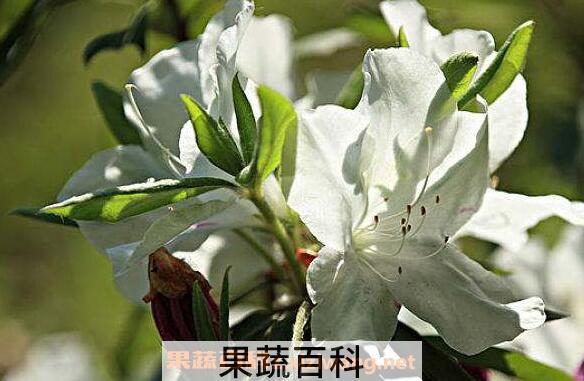 白花杜鹃的功效与作用