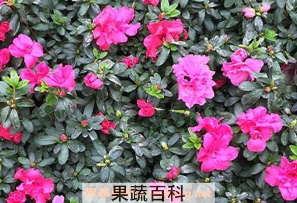 毛杜鹃的功效与作用