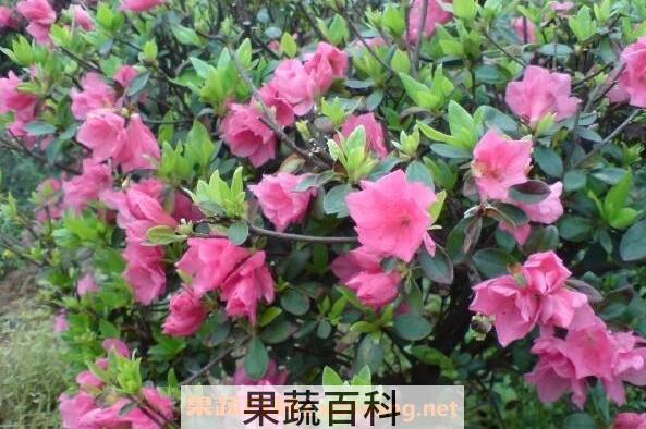 毛杜鹃的功效与作用