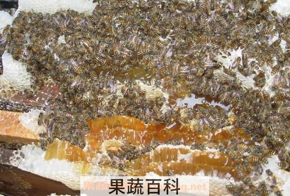  蜜蜂糖的功效与作用 蜜蜂糖什么时候吃最好