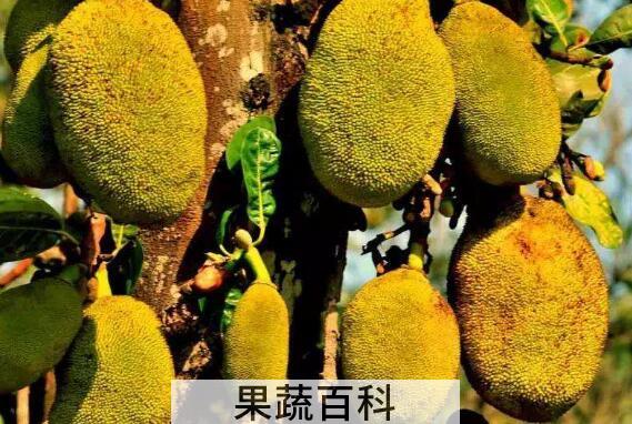 菠萝蜜最快的催熟办法