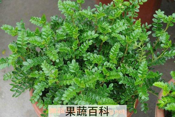 胡椒木