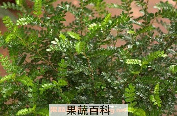 胡椒木