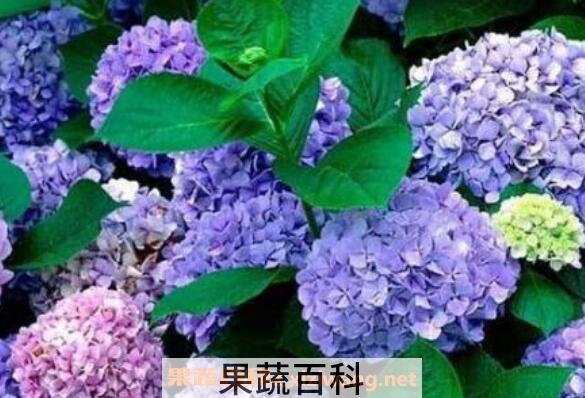 绣球花如何水养保鲜 绣球花怎么在花瓶里养