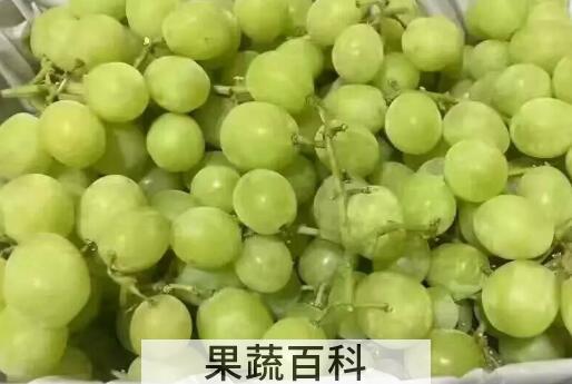 绿提子皮的功效与作用