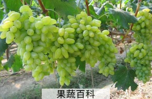 绿提子皮的功效与作用