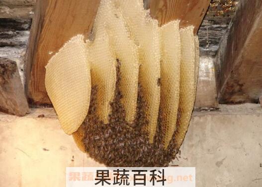 蜜蜂窝的功效与作用