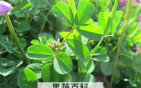 新鲜苜蓿怎么保存时间长 苜蓿能冷冻保存吗