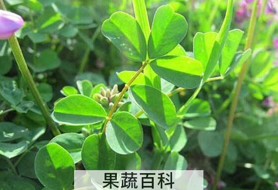 新鲜苜蓿怎么保存时间长 苜蓿能冷冻保存吗