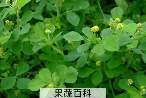 新鲜苜蓿怎么保存时间长 苜蓿能冷冻保存吗