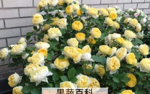 金丝雀花的养殖方法 金丝雀花的种植技巧