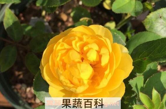 金丝雀花的养殖方法 金丝雀花的种植技巧