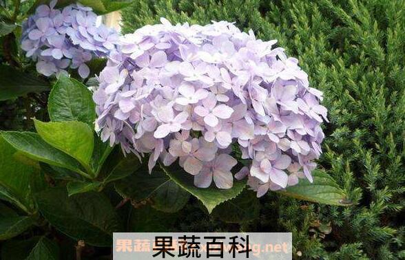绣球花怎么养 绣球花的养殖方法