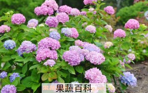 绣球花怎么养 绣球花的养殖方法
