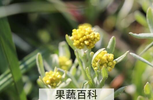 水印草有什么功效与作用