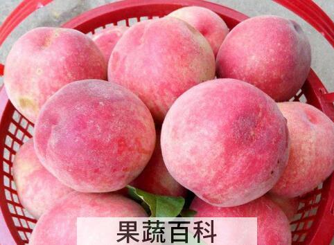 水蜜桃和毛桃有什么区别