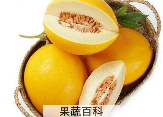 黄河蜜瓜的营养价值和功效