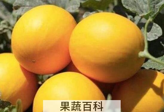 黄河蜜瓜的营养价值和功效