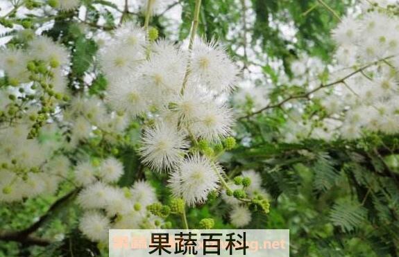 白花合欢的功效与作用