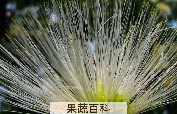 白花合欢的功效与作用