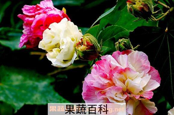 芙蓉花怎么养 芙蓉花的养殖方法