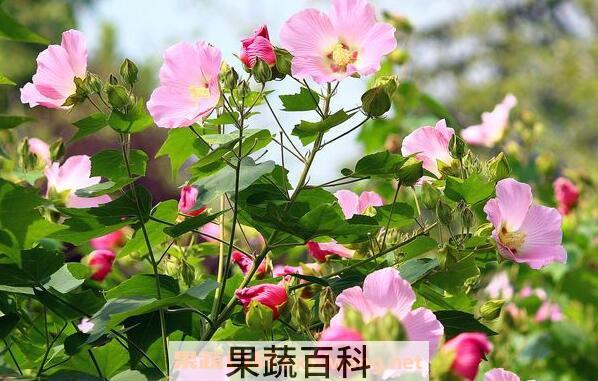 芙蓉花怎么养 芙蓉花的养殖方法