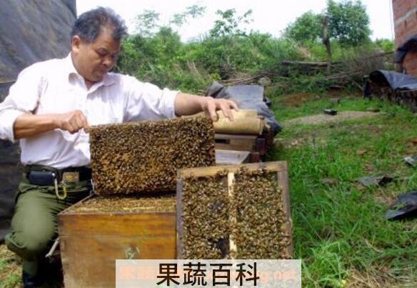 诱野生蜜蜂的最好绝招