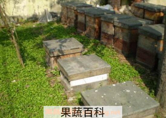 诱野生蜜蜂的最好绝招