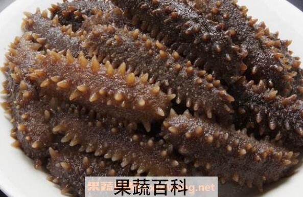 海参的功效与作用 吃海参的好处