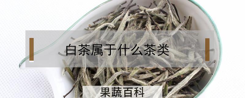 白茶属于什么茶类