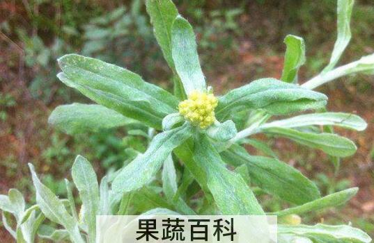 水腻子草的功效与作用