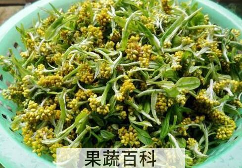 水腻子草的功效与作用