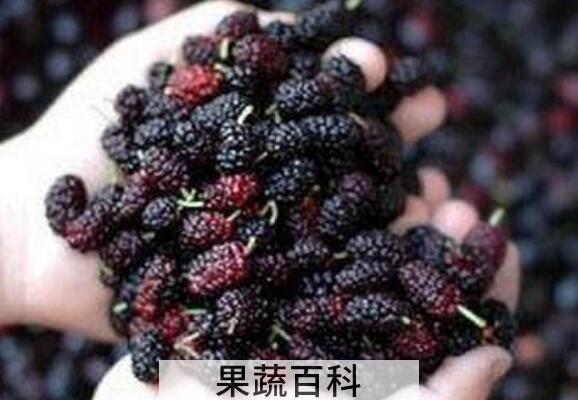 食疗补肾吃什么食物最好