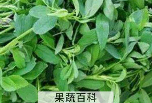 女人吃苜蓿的好处