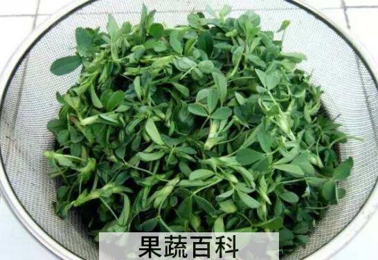 女人吃苜蓿的好处
