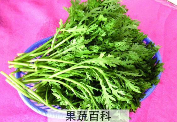 皇帝菜是什么样子 皇帝菜什么人不能吃