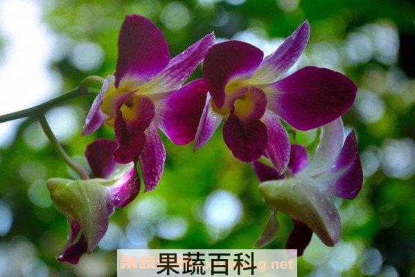 石斛兰