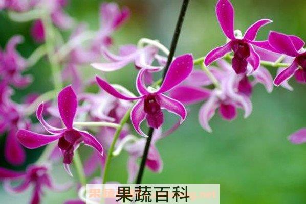 石斛兰