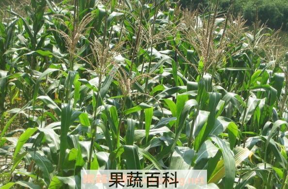 玉米有蜜吗 玉米蜜的功效与作用